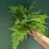 Davallia fejeensis (Rabbit's Foot Fern) - 14cm squat pot